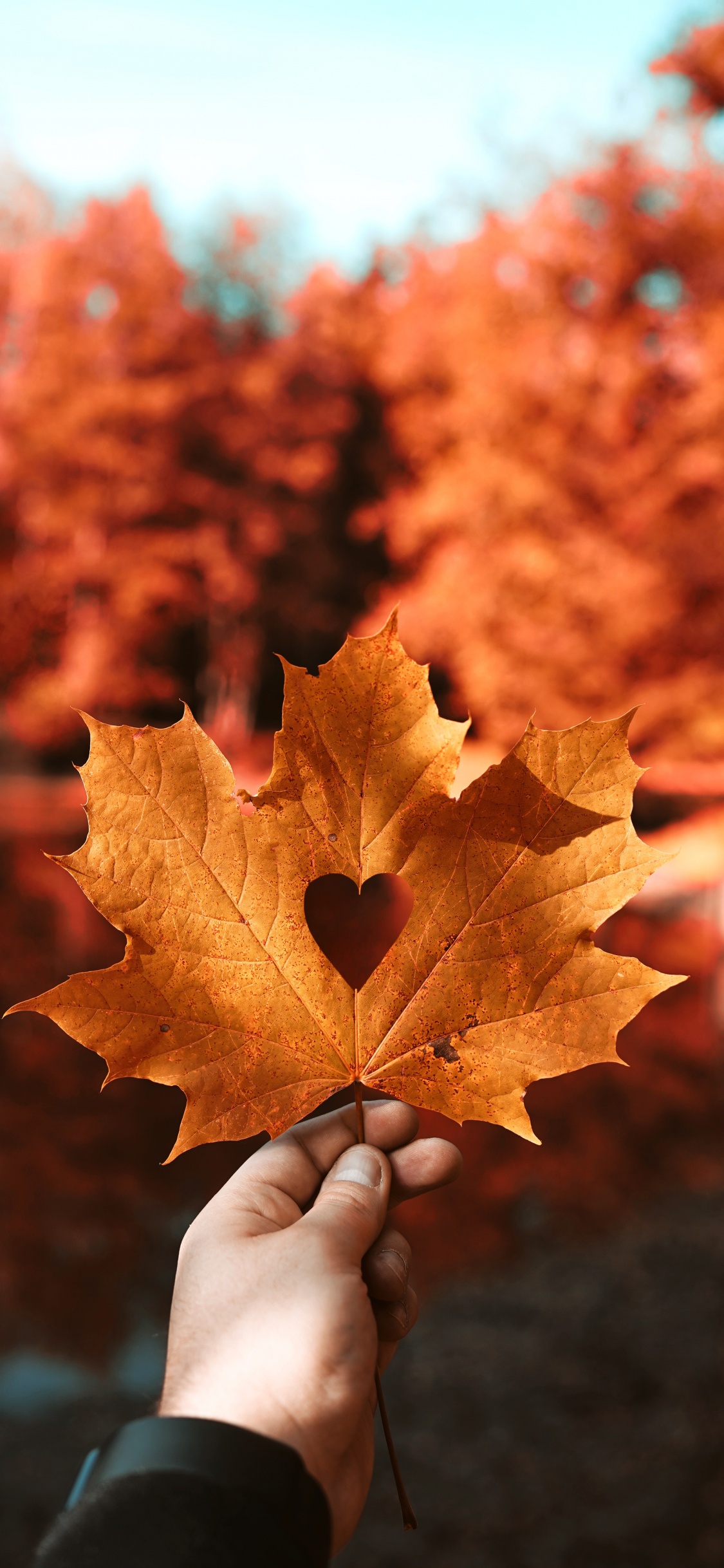 Autumn, Heart, Hand Heart, Leaf, Maple Leaf. Wallpaper in 1125x2436 Resolution