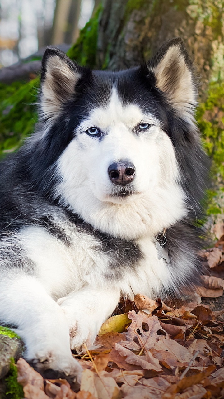 Cachorro de Husky Siberiano Blanco y Negro Sobre Hojas Verdes y Marrones Durante el Día. Wallpaper in 720x1280 Resolution