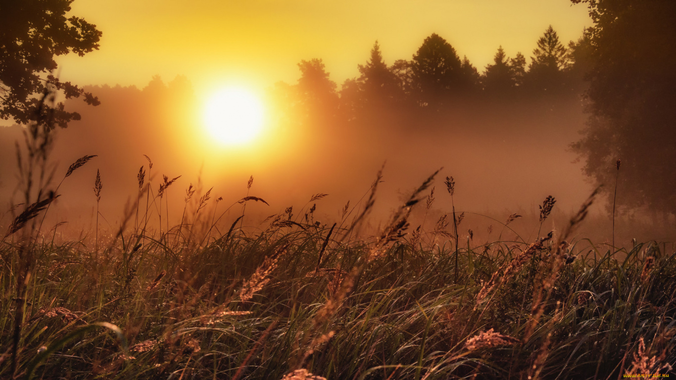 Vegetation, Sunrise, Sunset, Dawn, Sun. Wallpaper in 1366x768 Resolution