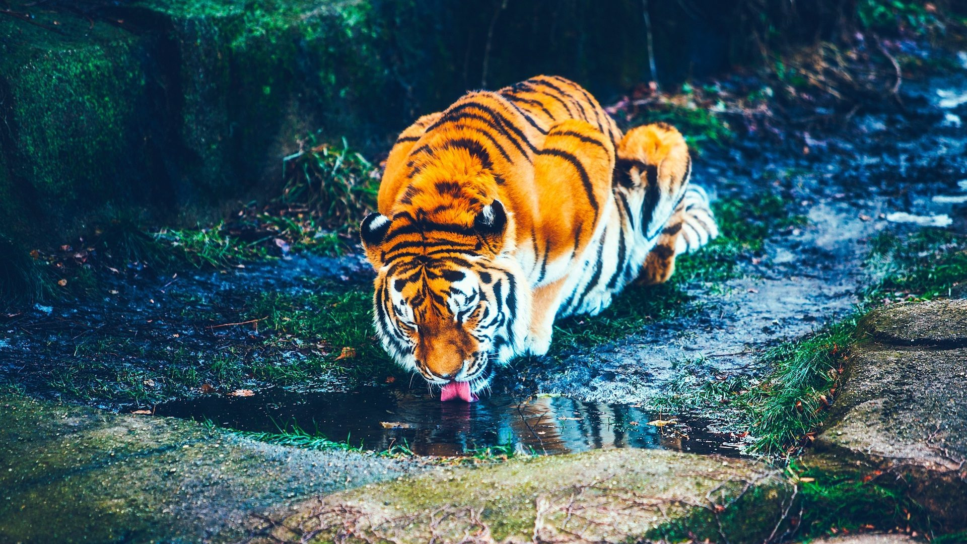 Tiger Walking on Water During Daytime. Wallpaper in 1920x1080 Resolution