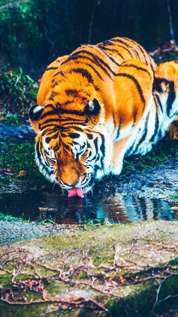 Tigre Marchant Sur L'eau Pendant la Journée. Wallpaper in 720x1280 Resolution