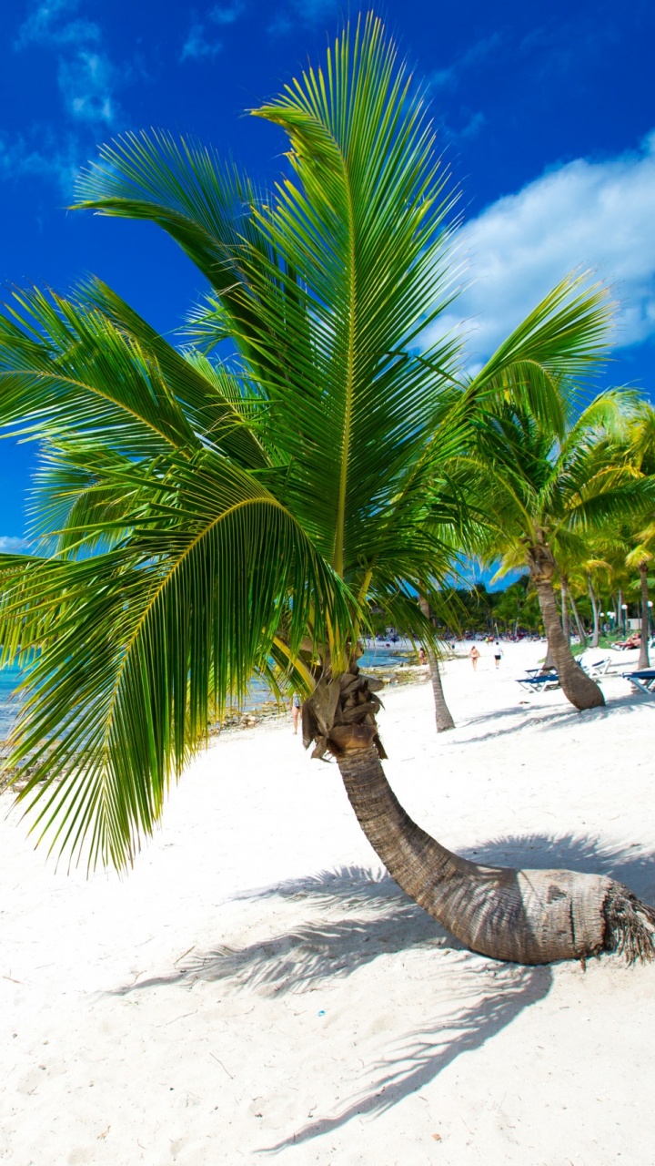 Coconut Tree on White Sand Beach During Daytime. Wallpaper in 720x1280 Resolution
