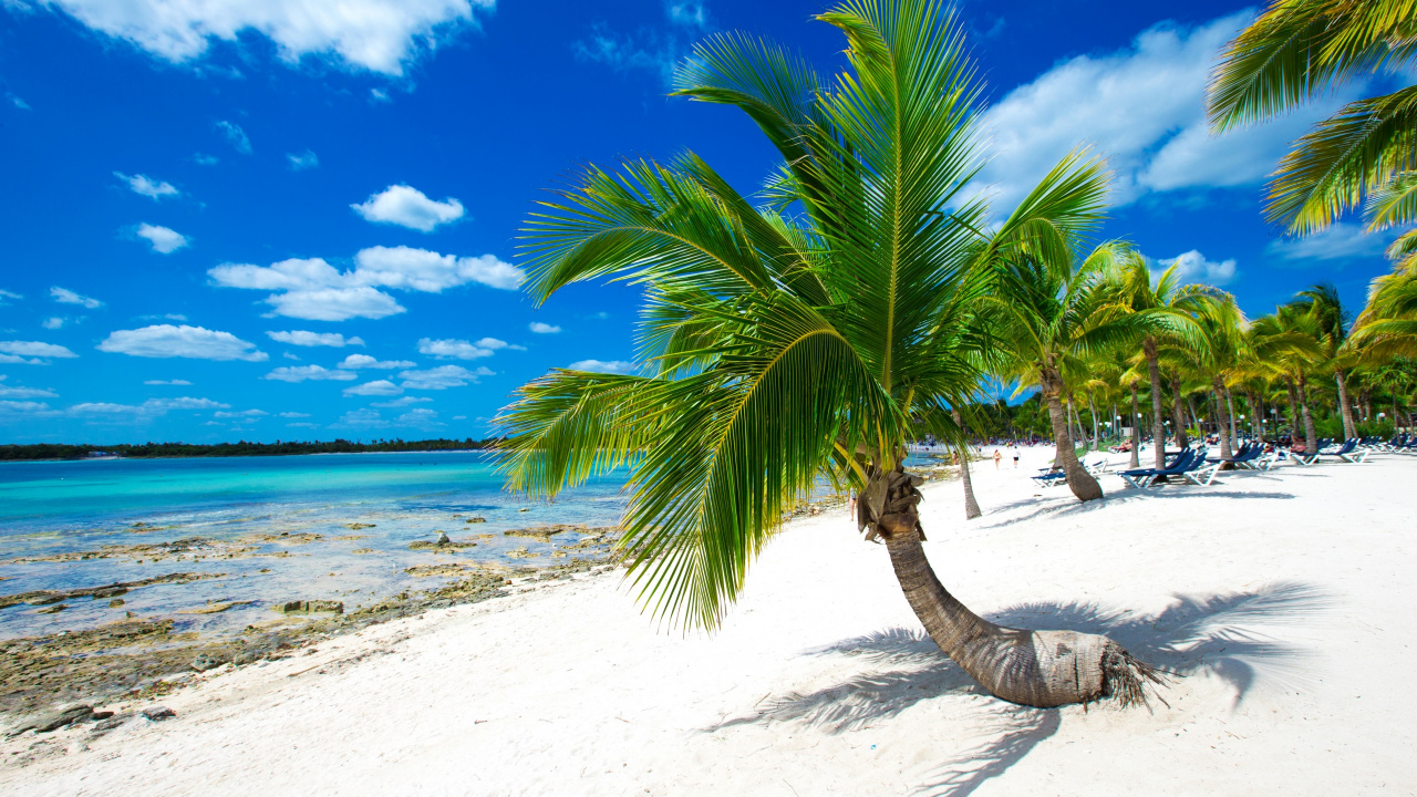 Cocotier Sur la Plage de Sable Blanc Pendant la Journée. Wallpaper in 1280x720 Resolution