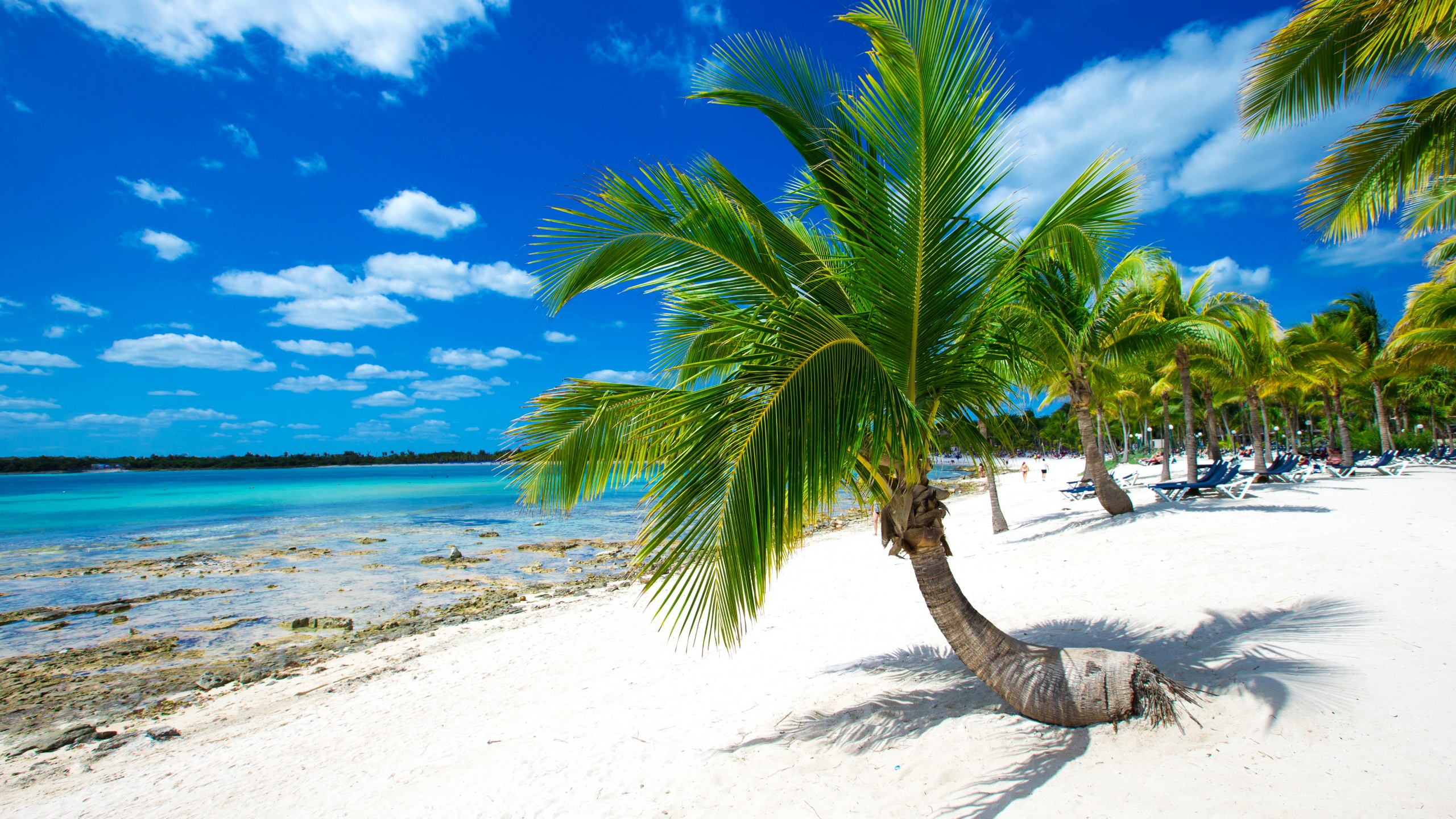 Cocotier Sur la Plage de Sable Blanc Pendant la Journée. Wallpaper in 2560x1440 Resolution