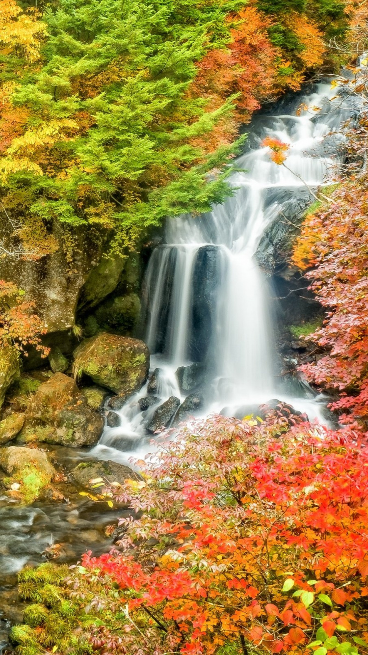 Cascades en Forêt Pendant la Journée. Wallpaper in 750x1334 Resolution
