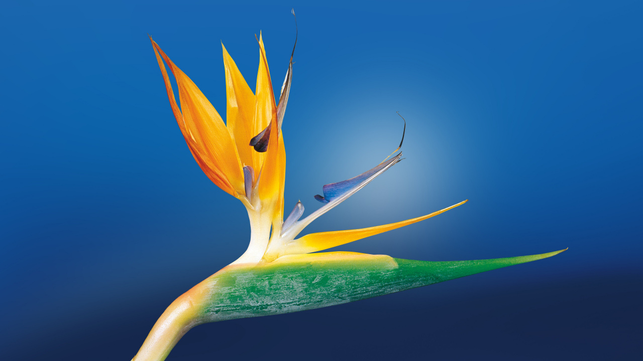 Lys Jaune en Fleur Photo en Gros Plan. Wallpaper in 1280x720 Resolution