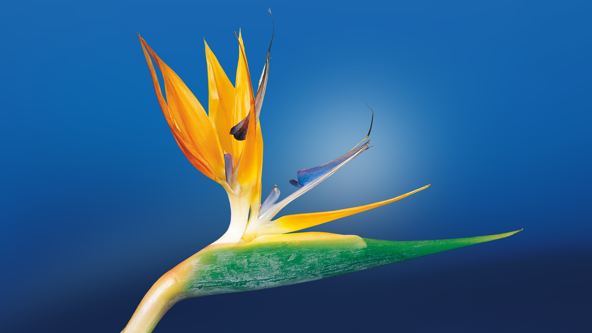 Yellow Lily in Bloom Close up Photo. Wallpaper in 1920x1080 Resolution