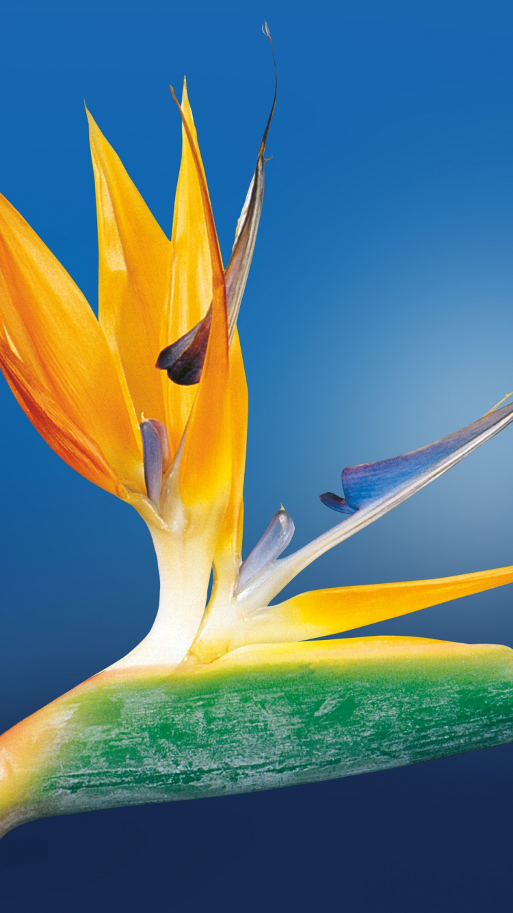 Yellow Lily in Bloom Close up Photo. Wallpaper in 750x1334 Resolution