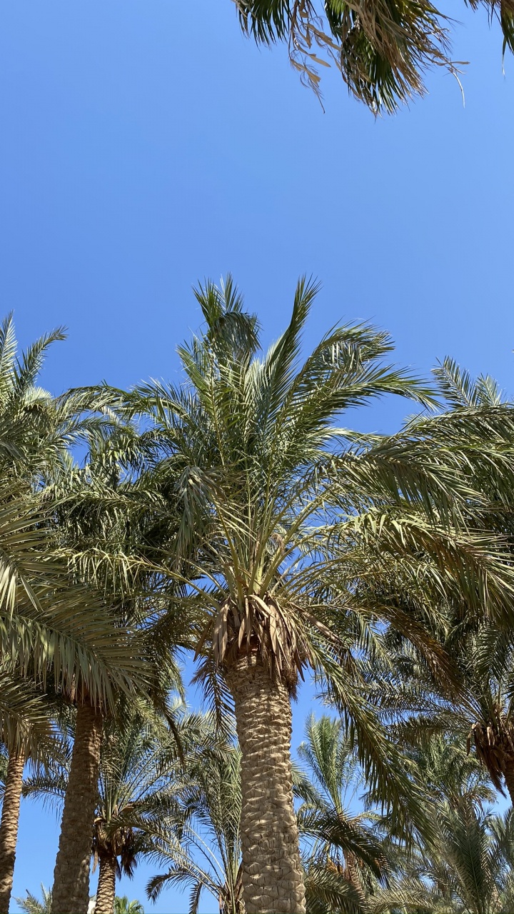 Babassu, Date Palm, Vegetation, Woody Plant, Terrestrial Plant. Wallpaper in 720x1280 Resolution