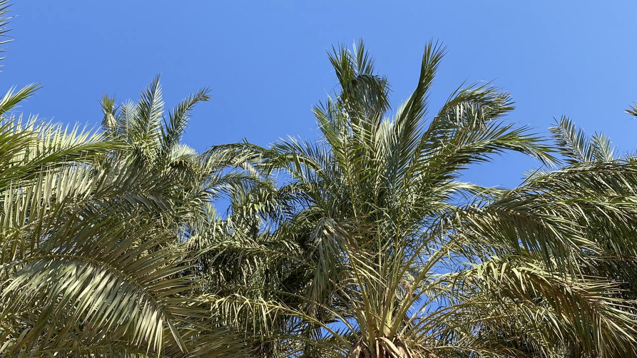 Babassu, Dattelpalme, Vegetation, Woody Pflanze, Terrestrische Pflanzen. Wallpaper in 1280x720 Resolution