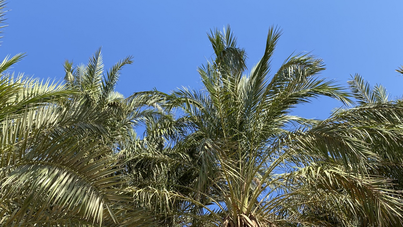 Babassu, Dattelpalme, Vegetation, Woody Pflanze, Terrestrische Pflanzen. Wallpaper in 1366x768 Resolution