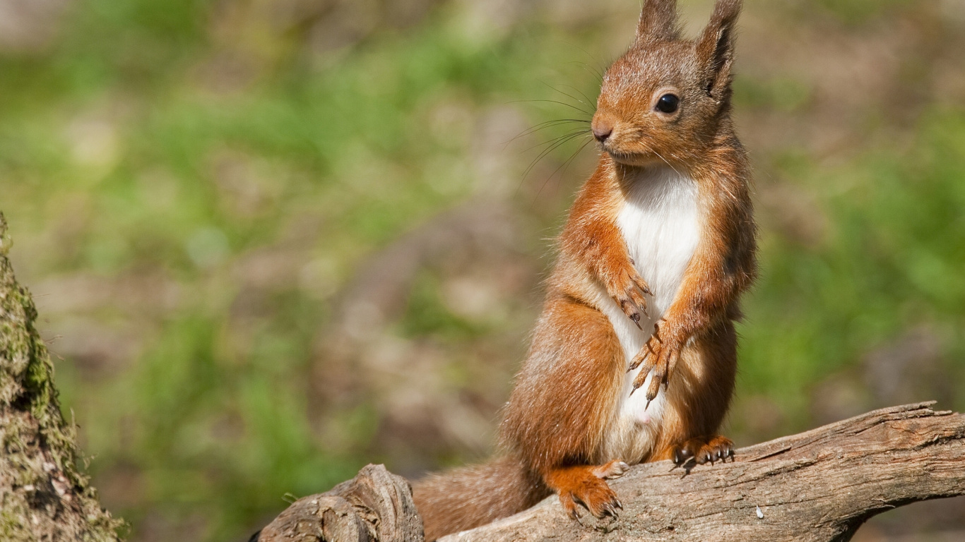 Ardilla Marrón en la Rama de un Árbol Marrón Durante el Día. Wallpaper in 1366x768 Resolution