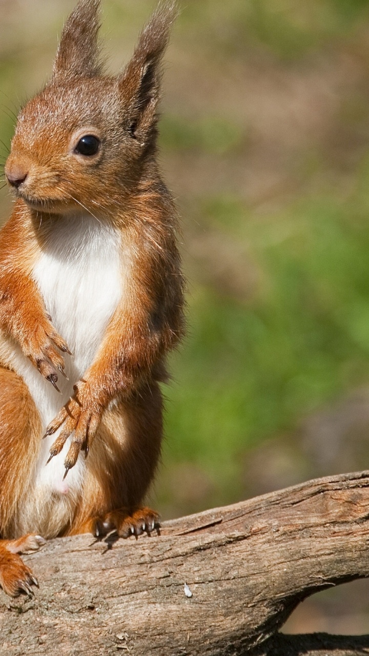 Braunes Eichhörnchen Auf Braunem Ast Tagsüber. Wallpaper in 720x1280 Resolution