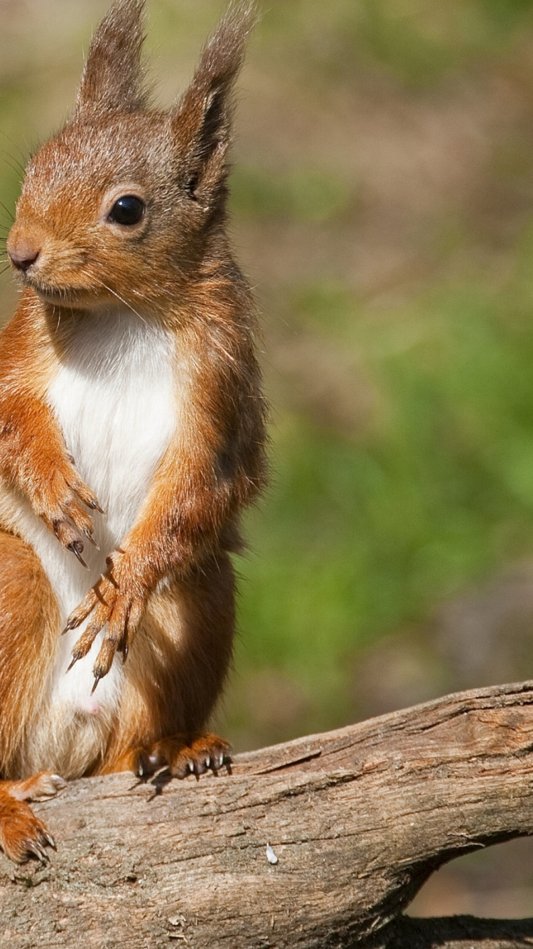 Braunes Eichhörnchen Auf Braunem Ast Tagsüber. Wallpaper in 750x1334 Resolution