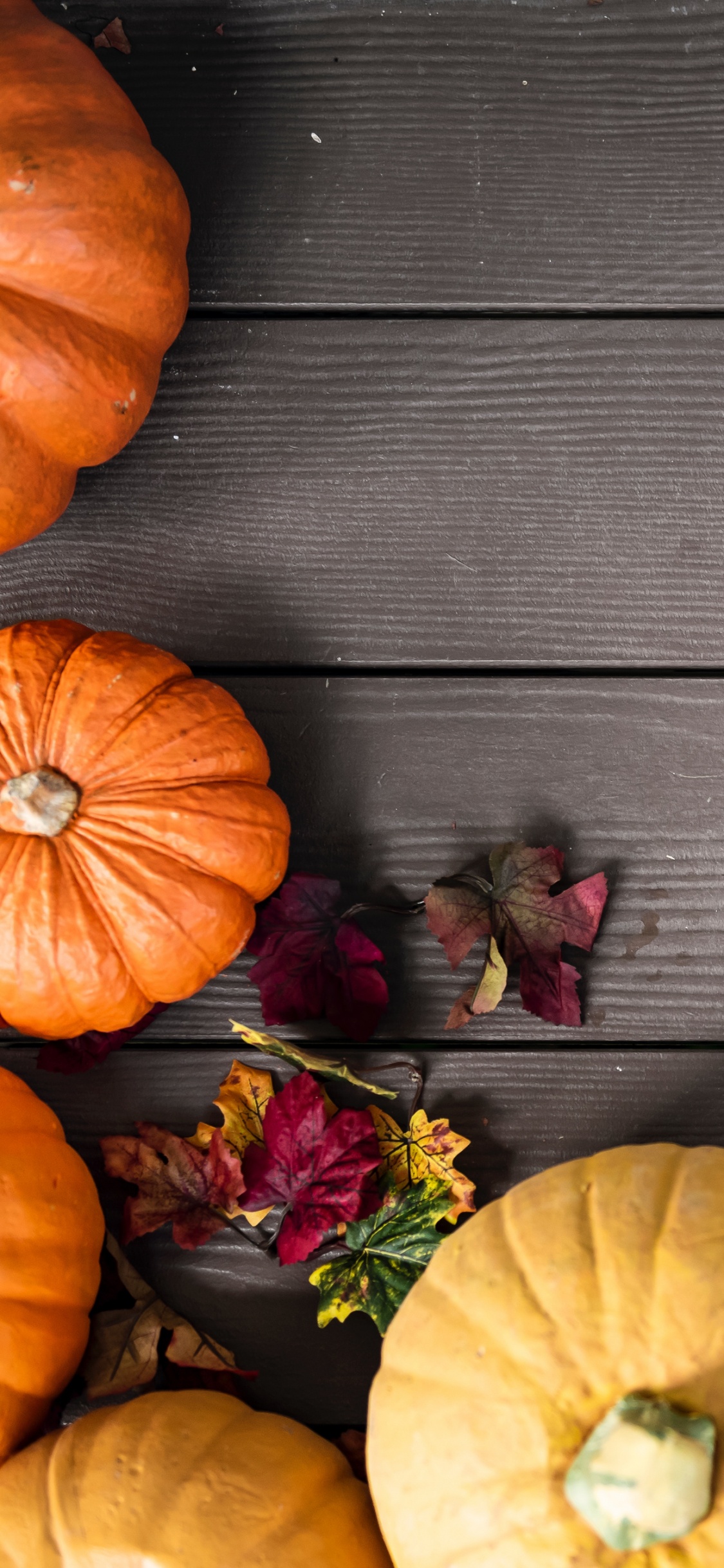 Autumn, Pumpkin, Thanksgiving, Field Pumpkin, Food. Wallpaper in 1125x2436 Resolution