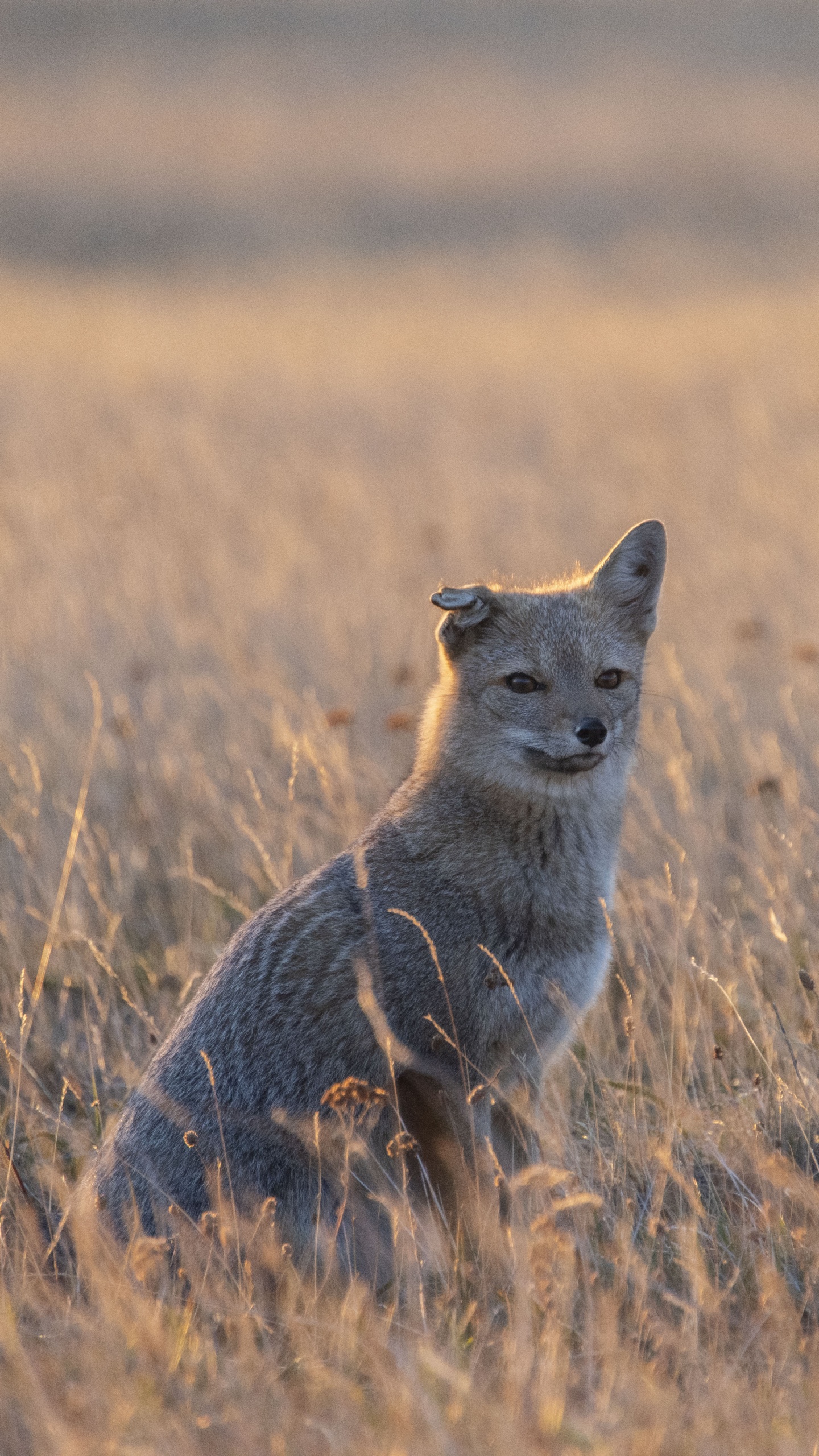 Brown Fox on Brown Grass Field During Daytime. Wallpaper in 1440x2560 Resolution