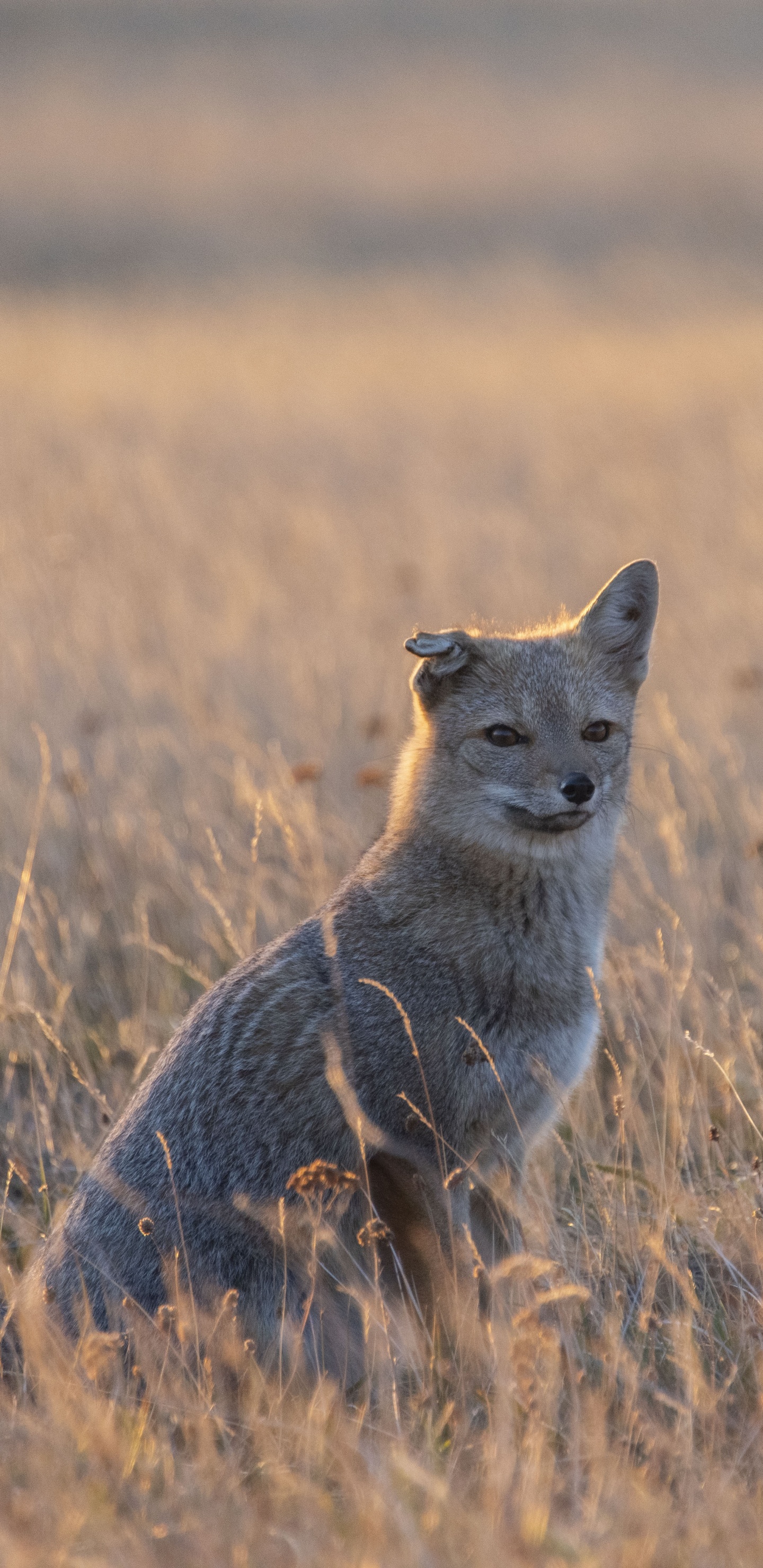 Renard Brun Sur Terrain D'herbe Brune Pendant la Journée. Wallpaper in 1440x2960 Resolution