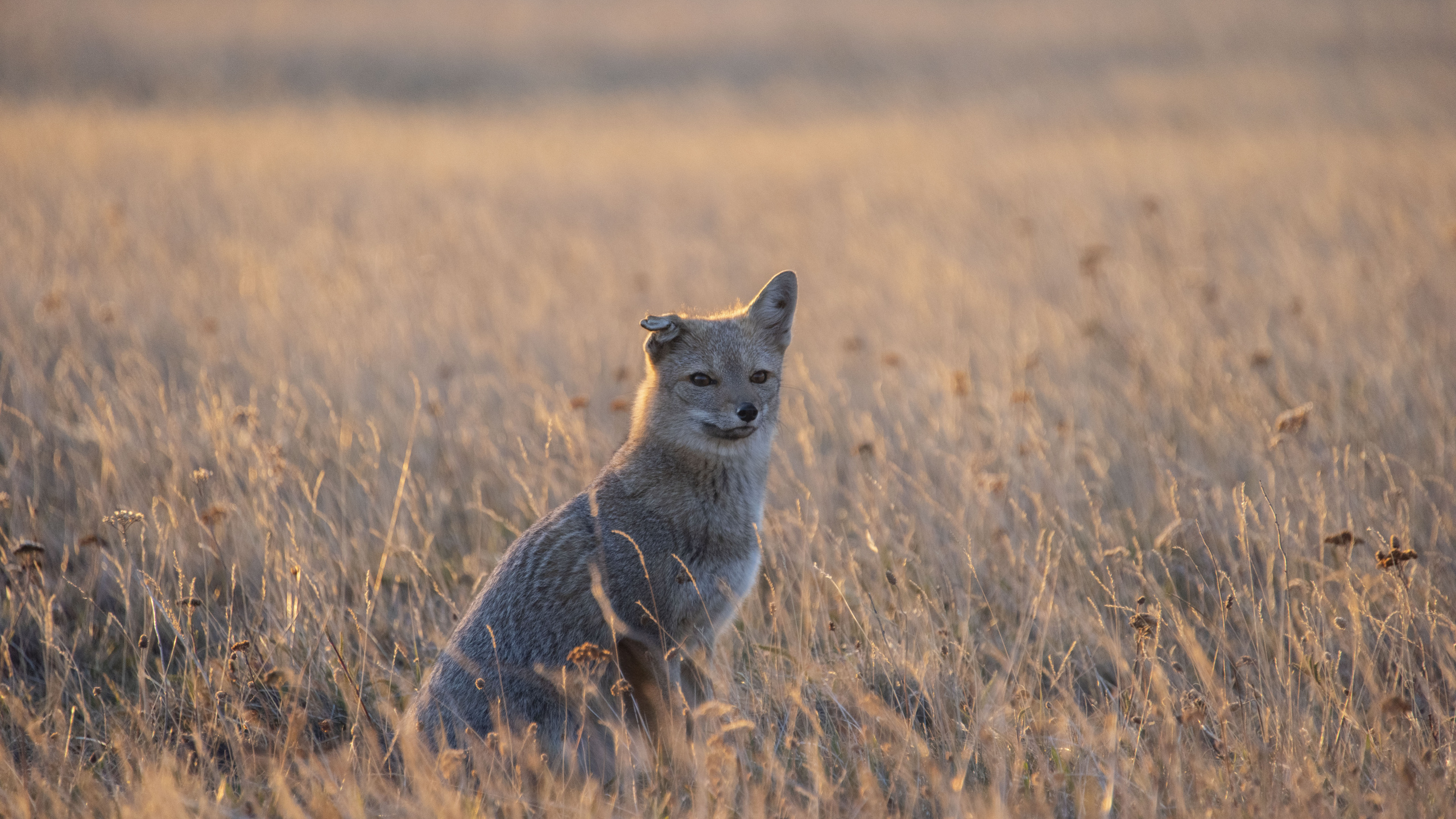 Renard Brun Sur Terrain D'herbe Brune Pendant la Journée. Wallpaper in 2560x1440 Resolution