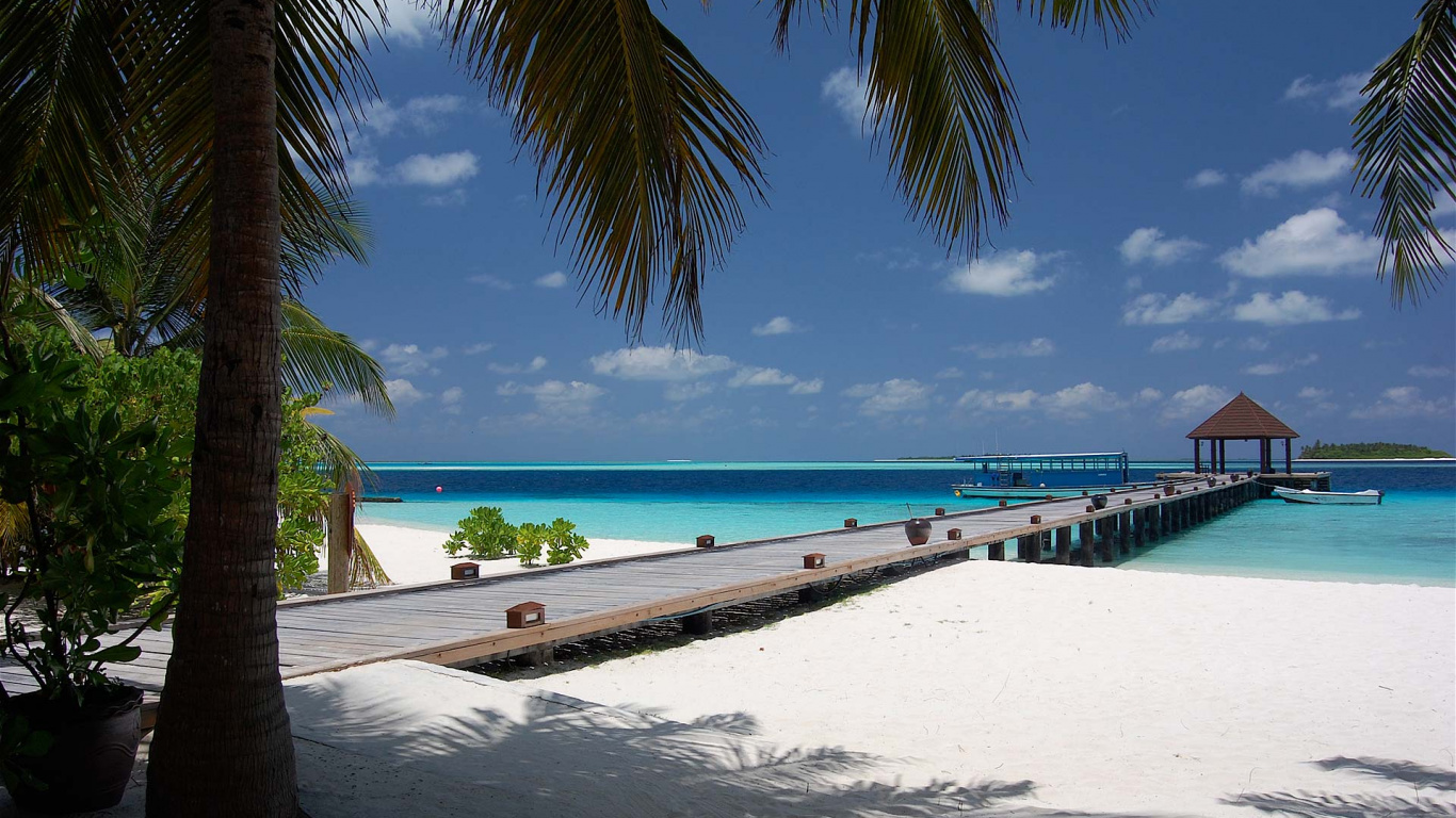 Palm Tree Near Body of Water During Daytime. Wallpaper in 1366x768 Resolution