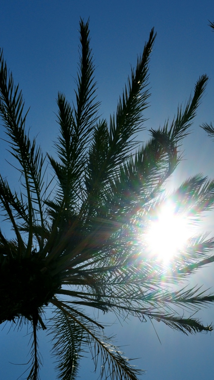 Palmera Verde Bajo un Cielo Azul Durante el Día. Wallpaper in 720x1280 Resolution