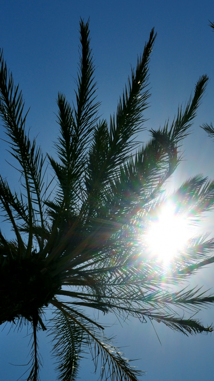 Green Palm Tree Under Blue Sky During Daytime. Wallpaper in 750x1334 Resolution