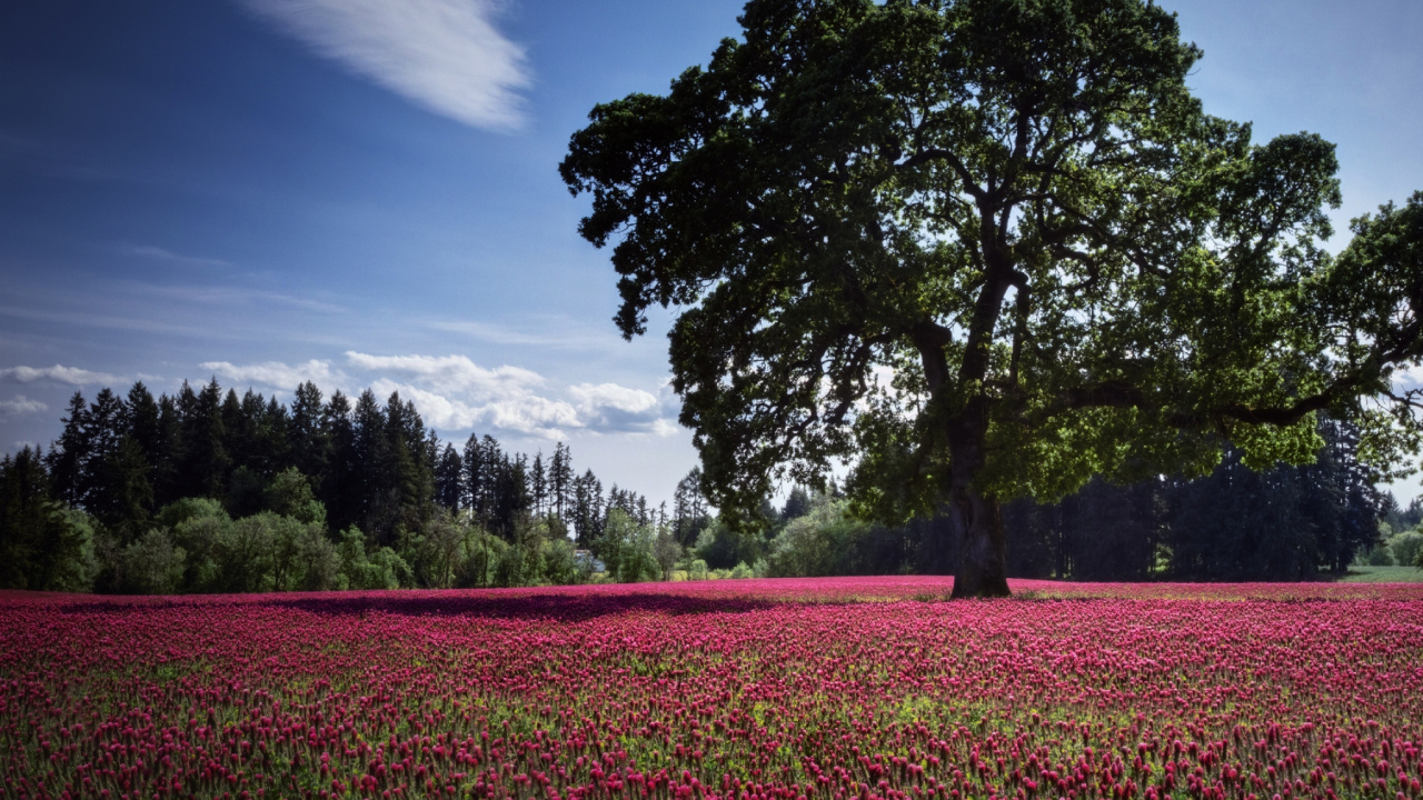 Green Tree Surrounded by Red Flowers. Wallpaper in 1280x720 Resolution
