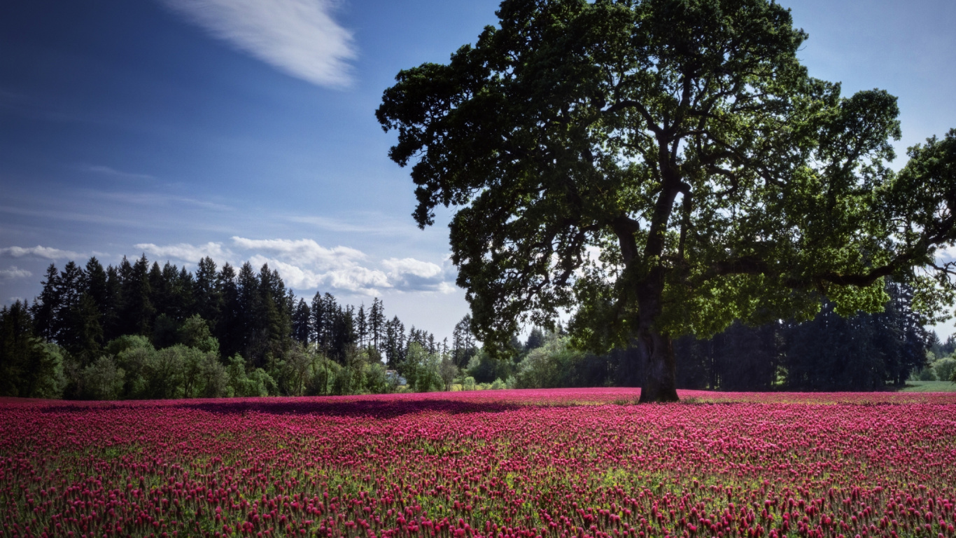 Green Tree Surrounded by Red Flowers. Wallpaper in 1366x768 Resolution