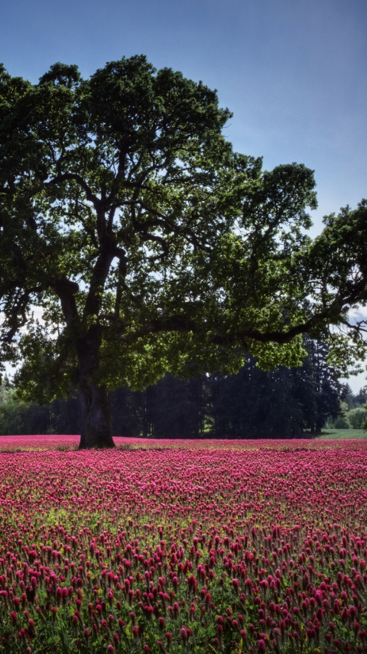 Green Tree Surrounded by Red Flowers. Wallpaper in 750x1334 Resolution