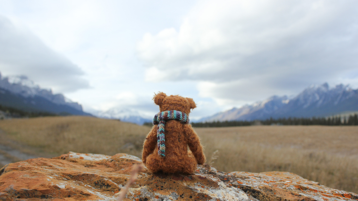 Brown Teddy Bear on Brown Soil During Daytime. Wallpaper in 1366x768 Resolution