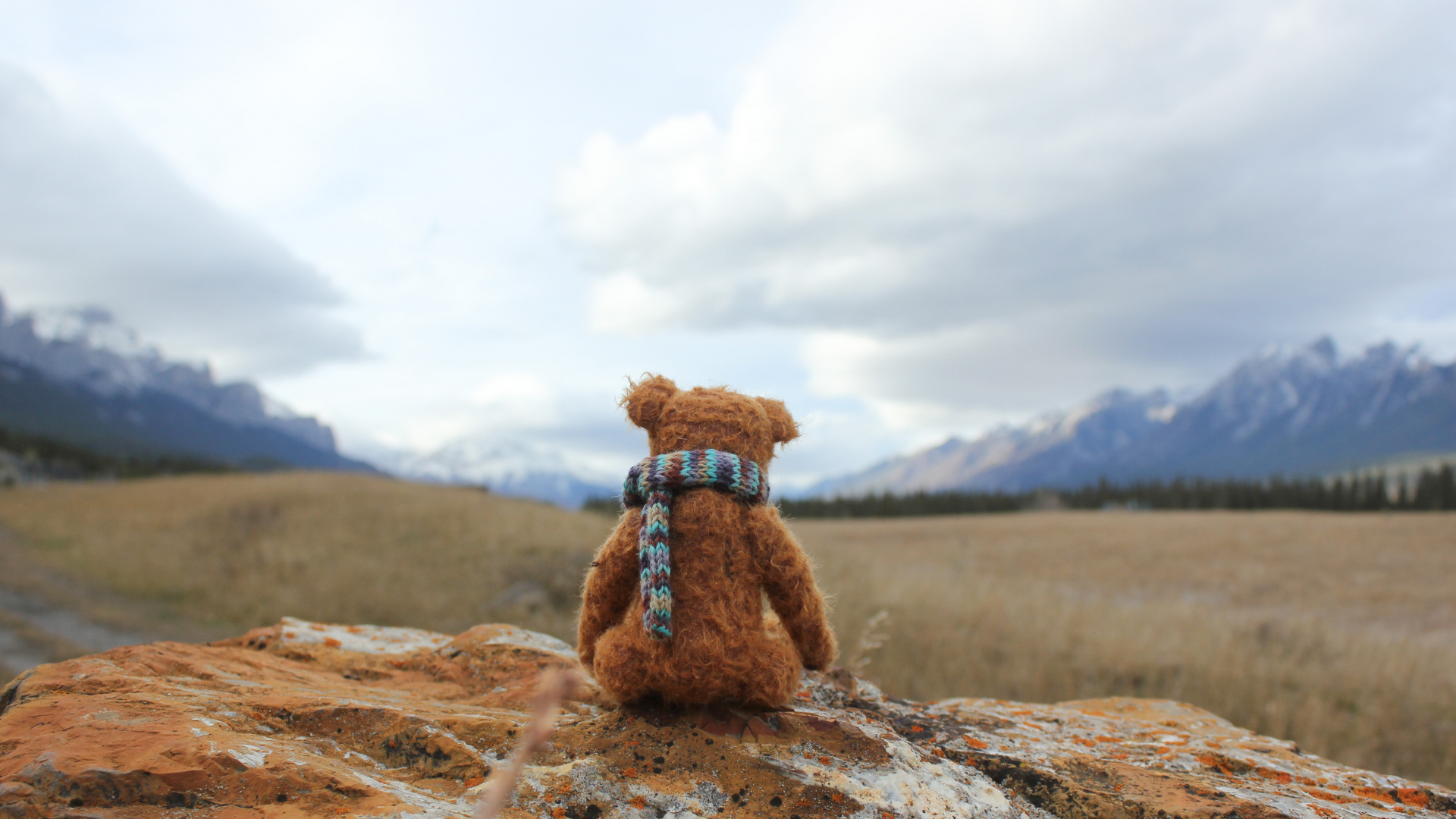 Brown Teddy Bear on Brown Soil During Daytime. Wallpaper in 1920x1080 Resolution