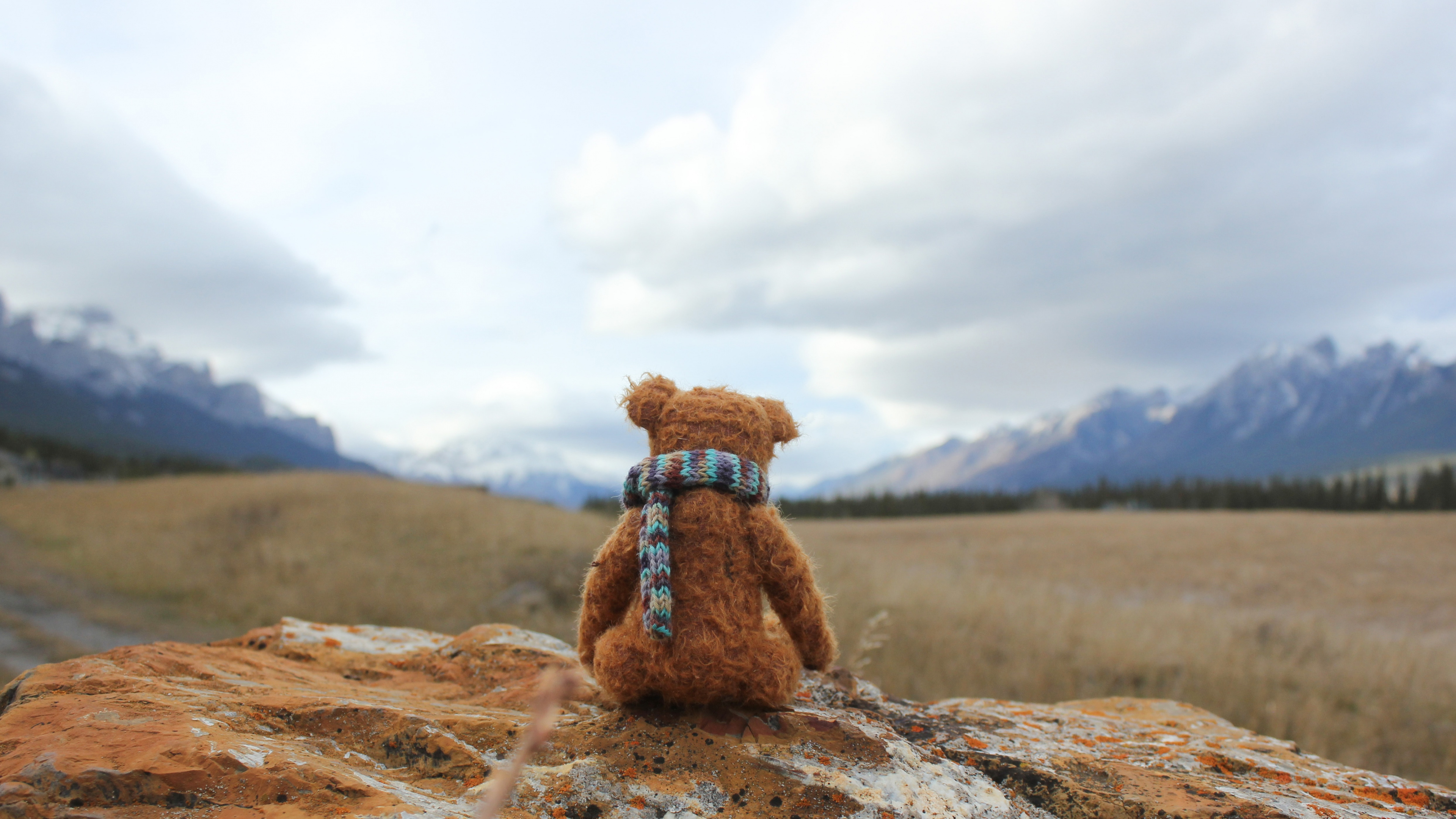 Brown Teddy Bear on Brown Soil During Daytime. Wallpaper in 3840x2160 Resolution