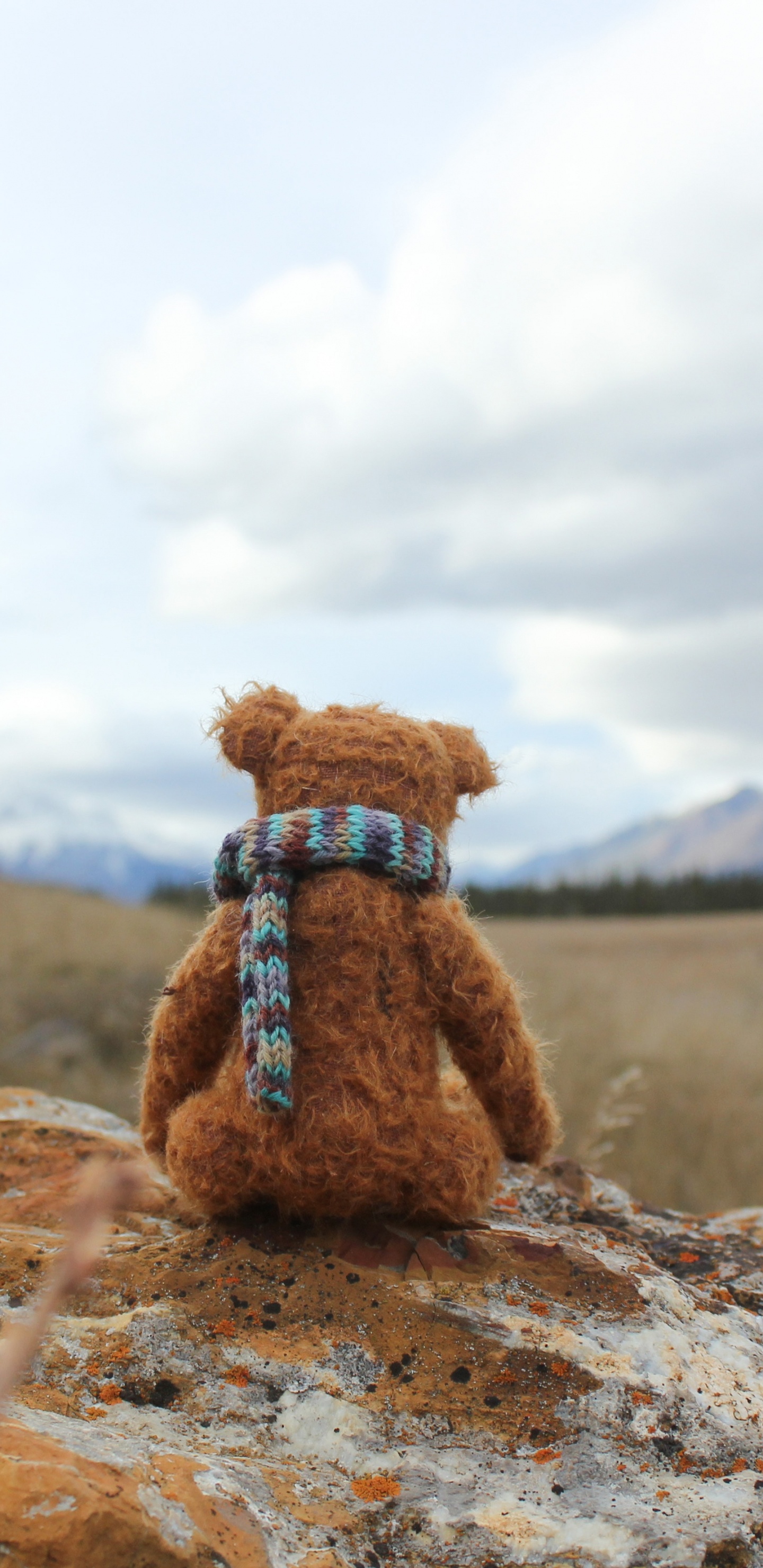 Ours en Peluche Brun Sur Sol Brun Pendant la Journée. Wallpaper in 1440x2960 Resolution