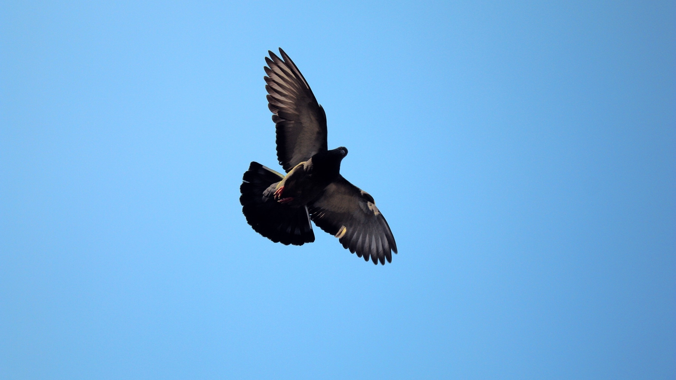 Pájaro Blanco y Negro Volando. Wallpaper in 2560x1440 Resolution