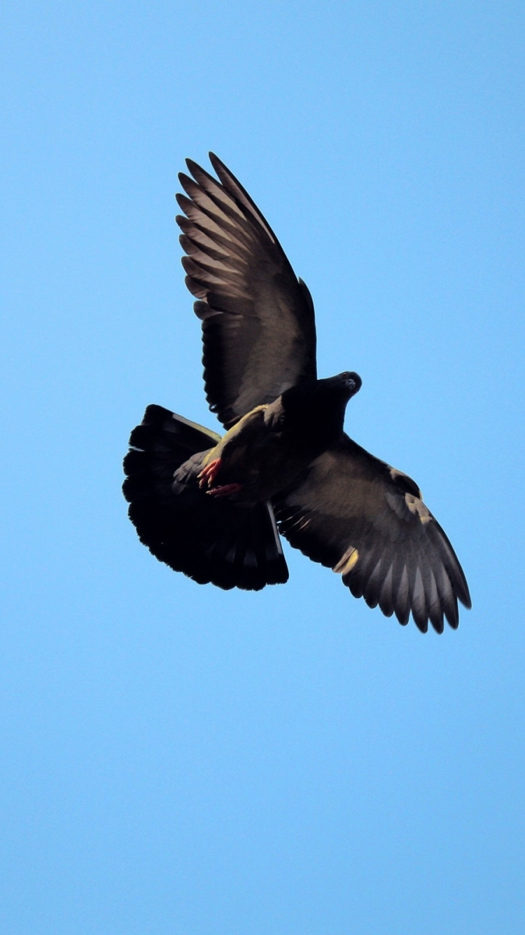 Black and White Bird Flying. Wallpaper in 750x1334 Resolution