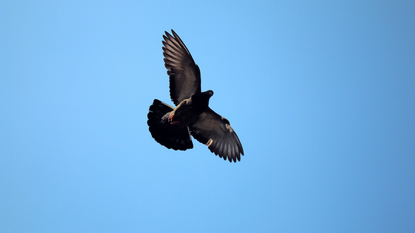 Schwarz-Weiß-Vogelfliegen. Wallpaper in 1366x768 Resolution