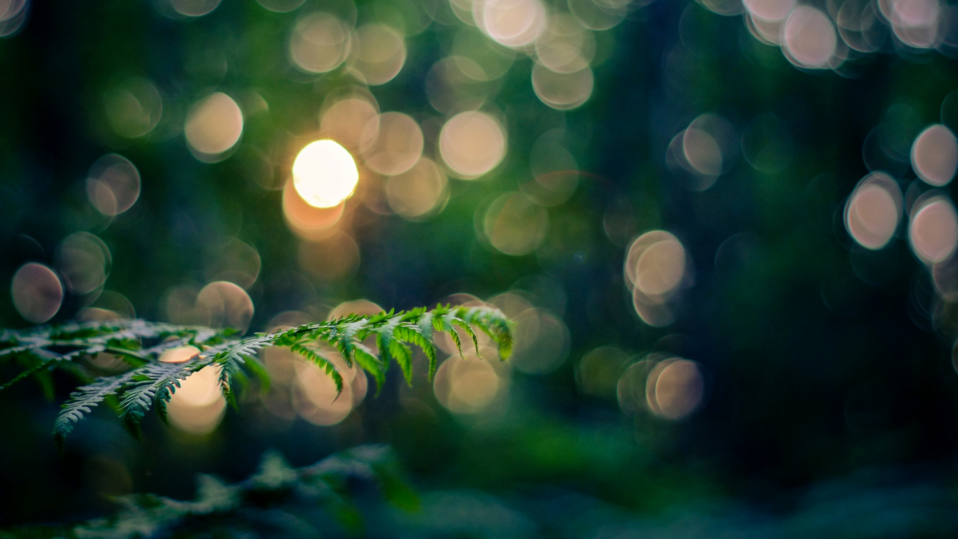 Grünpflanze in Der Bokeh-Fotografie. Wallpaper in 1920x1080 Resolution