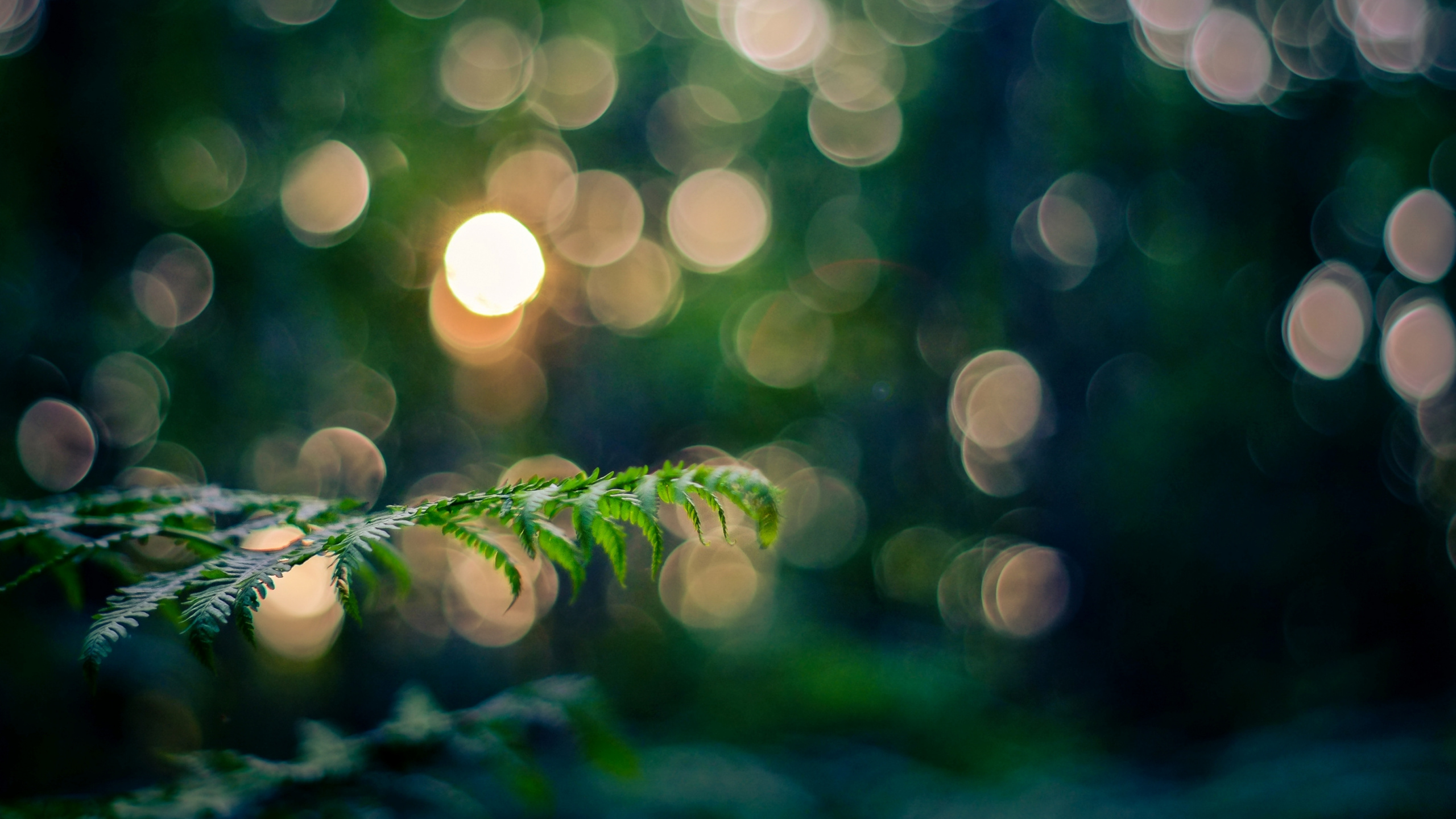 Planta Verde en Fotografía Bokeh. Wallpaper in 2560x1440 Resolution