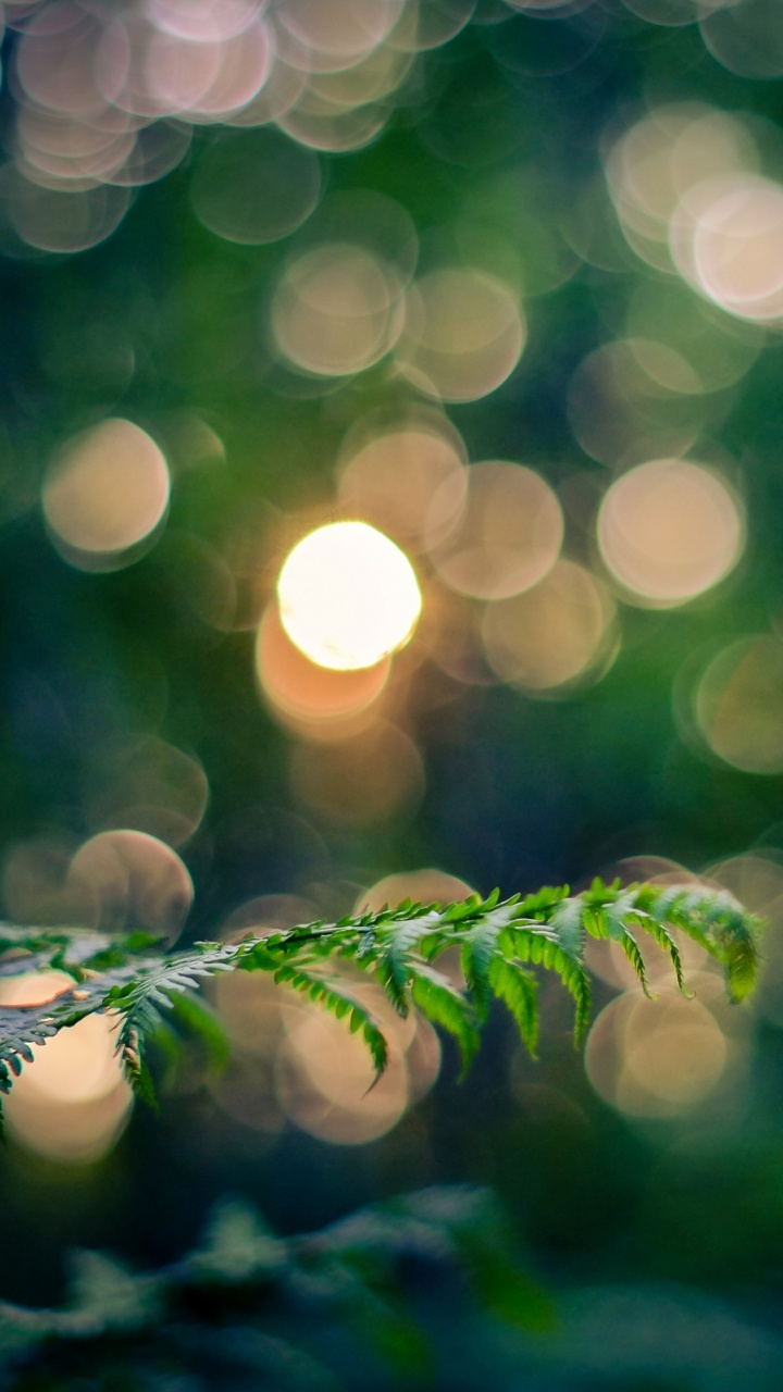 Planta Verde en Fotografía Bokeh. Wallpaper in 720x1280 Resolution