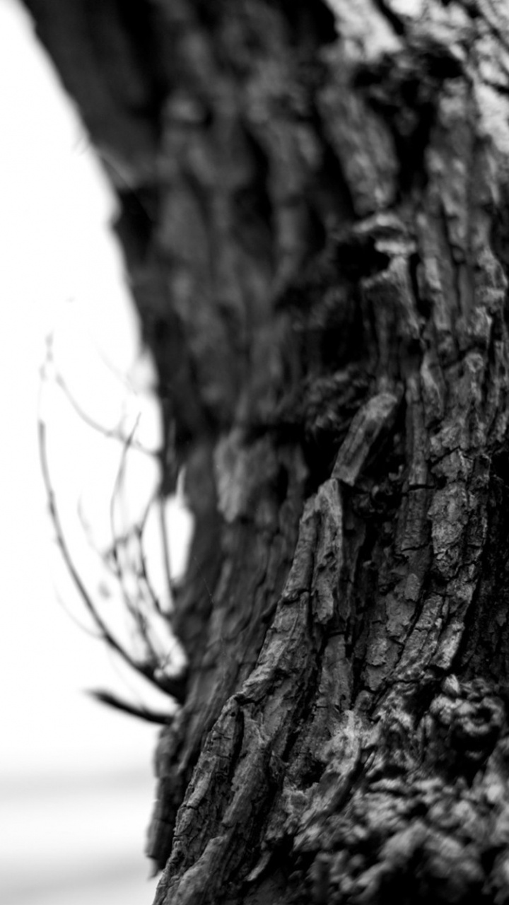 Foto en Escala de Grises Del Tronco de un Árbol. Wallpaper in 720x1280 Resolution