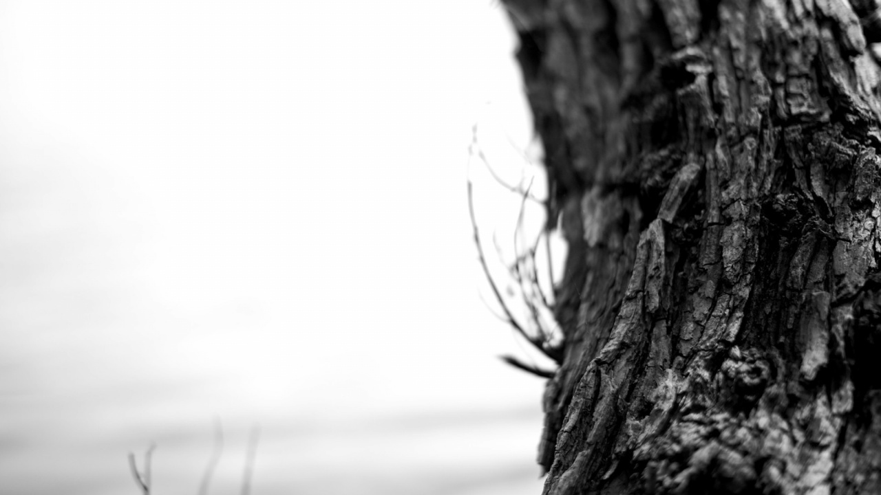 Photo en Niveaux de Gris D'un Tronc D'arbre. Wallpaper in 1280x720 Resolution