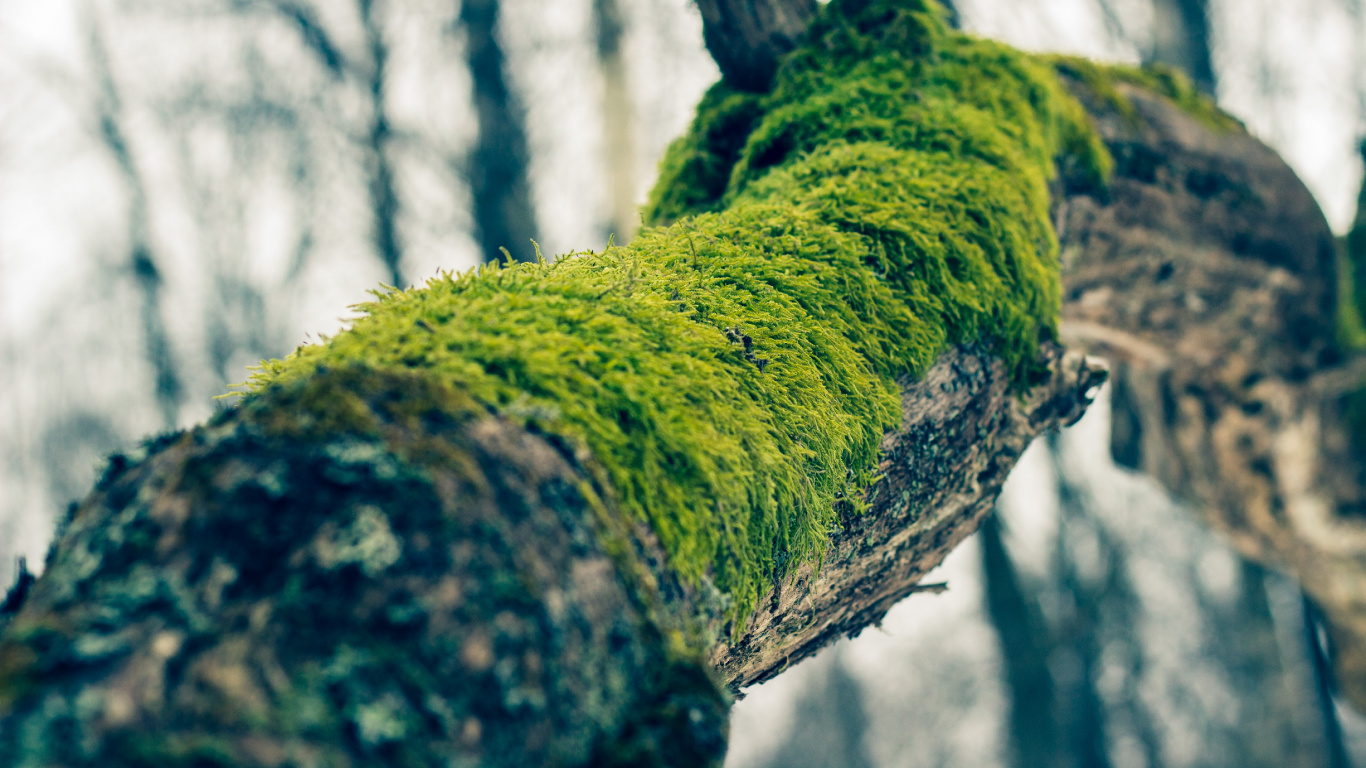 Green Moss on Brown Tree Trunk. Wallpaper in 1366x768 Resolution