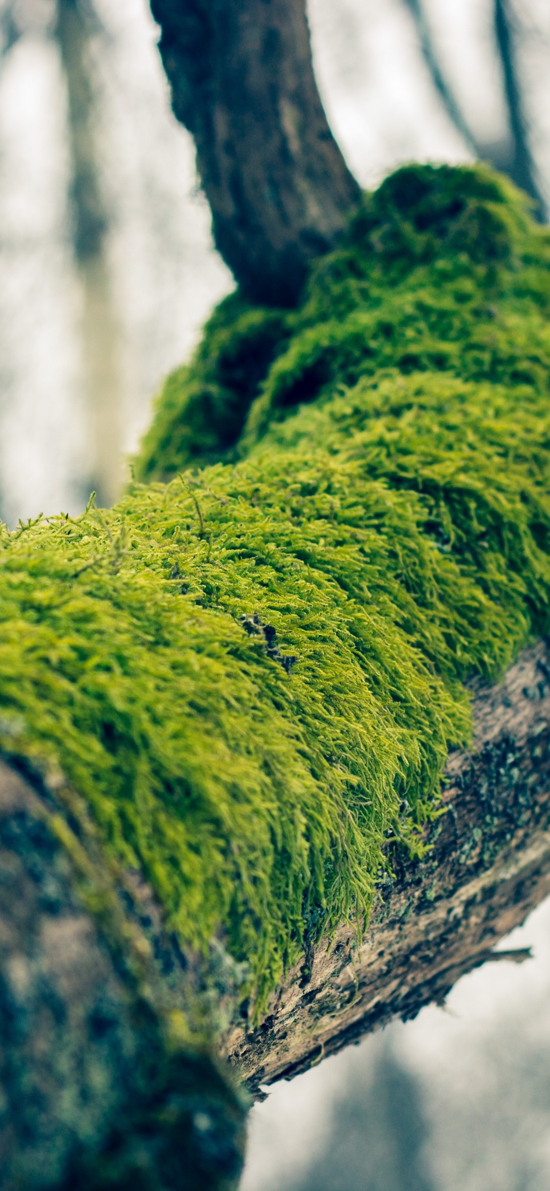 Mousse Verte Sur Tronc D'arbre Brun. Wallpaper in 1125x2436 Resolution