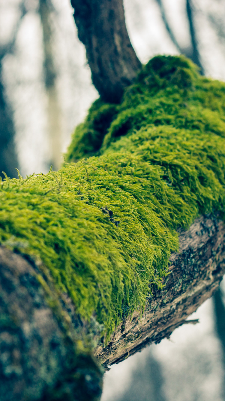 Mousse Verte Sur Tronc D'arbre Brun. Wallpaper in 750x1334 Resolution