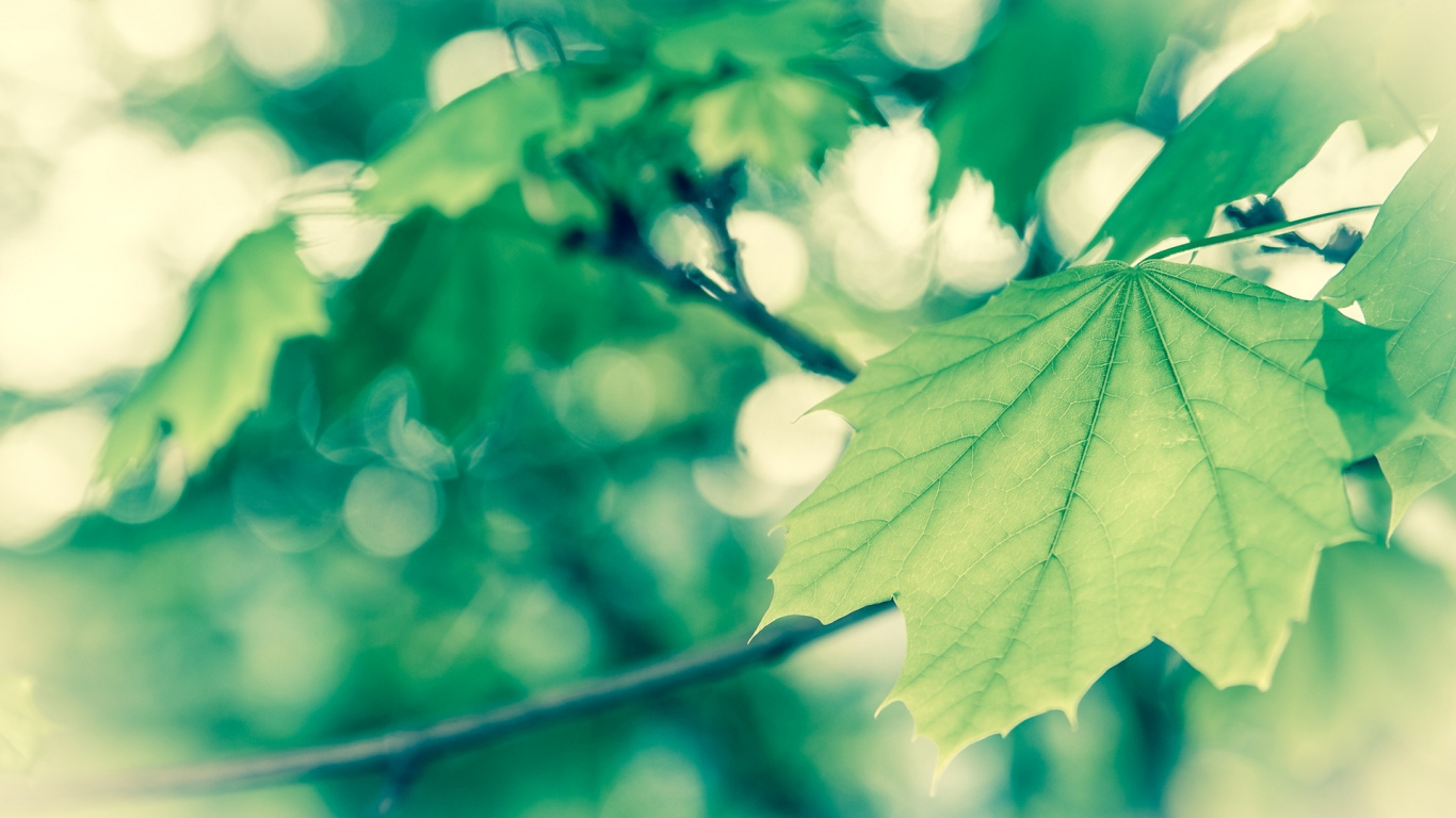 Green Leaves in Tilt Shift Lens. Wallpaper in 1366x768 Resolution