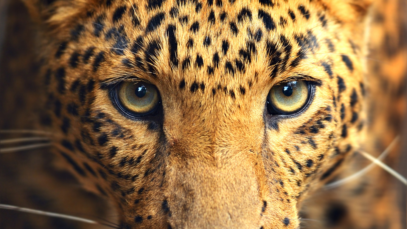 Brown and Black Leopard in Close up Photography. Wallpaper in 1366x768 Resolution