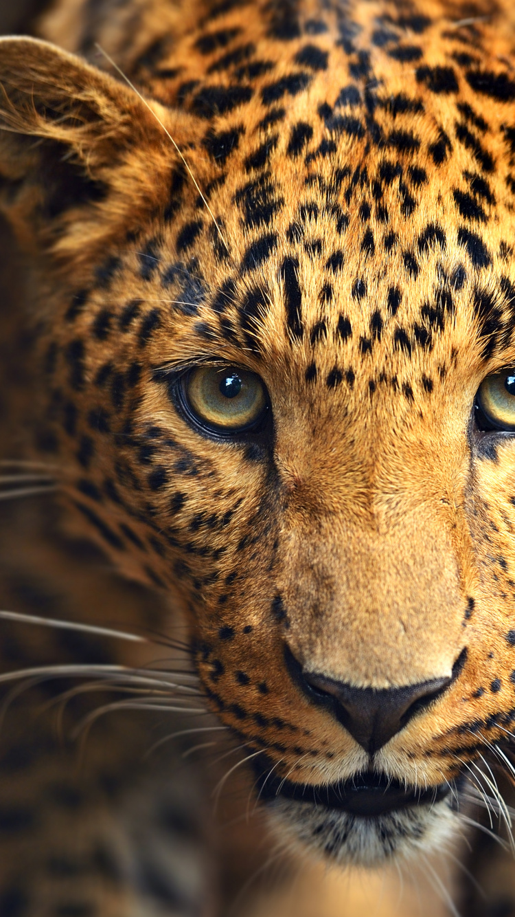 Brown and Black Leopard in Close up Photography. Wallpaper in 750x1334 Resolution