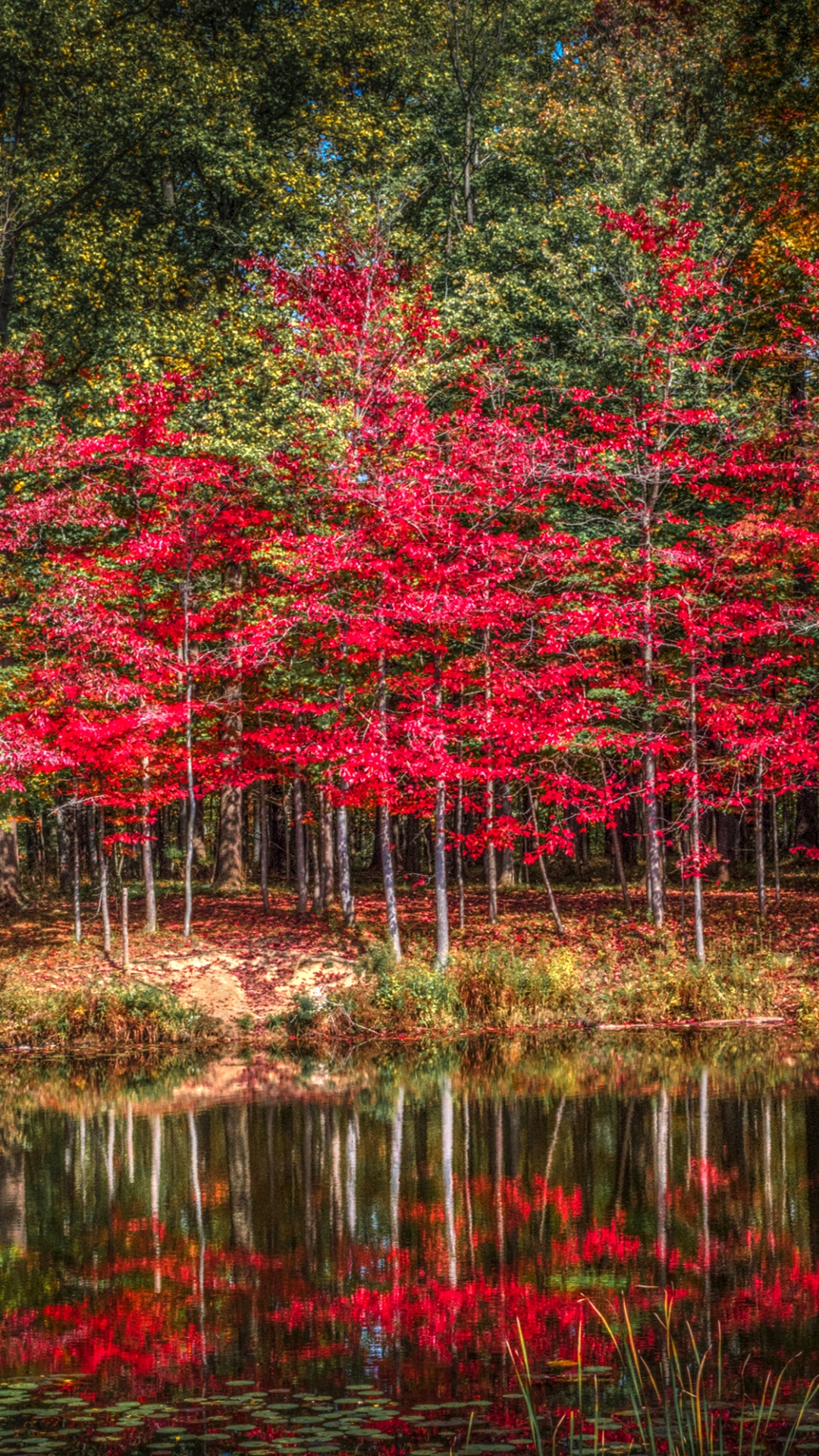 Árboles Rojos y Verdes Junto al Río Durante el Día. Wallpaper in 1080x1920 Resolution