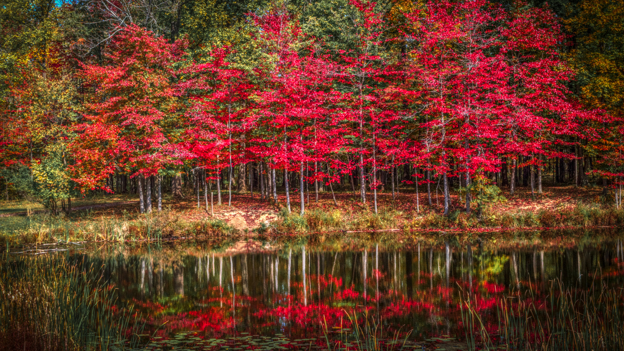 Árboles Rojos y Verdes Junto al Río Durante el Día. Wallpaper in 1280x720 Resolution