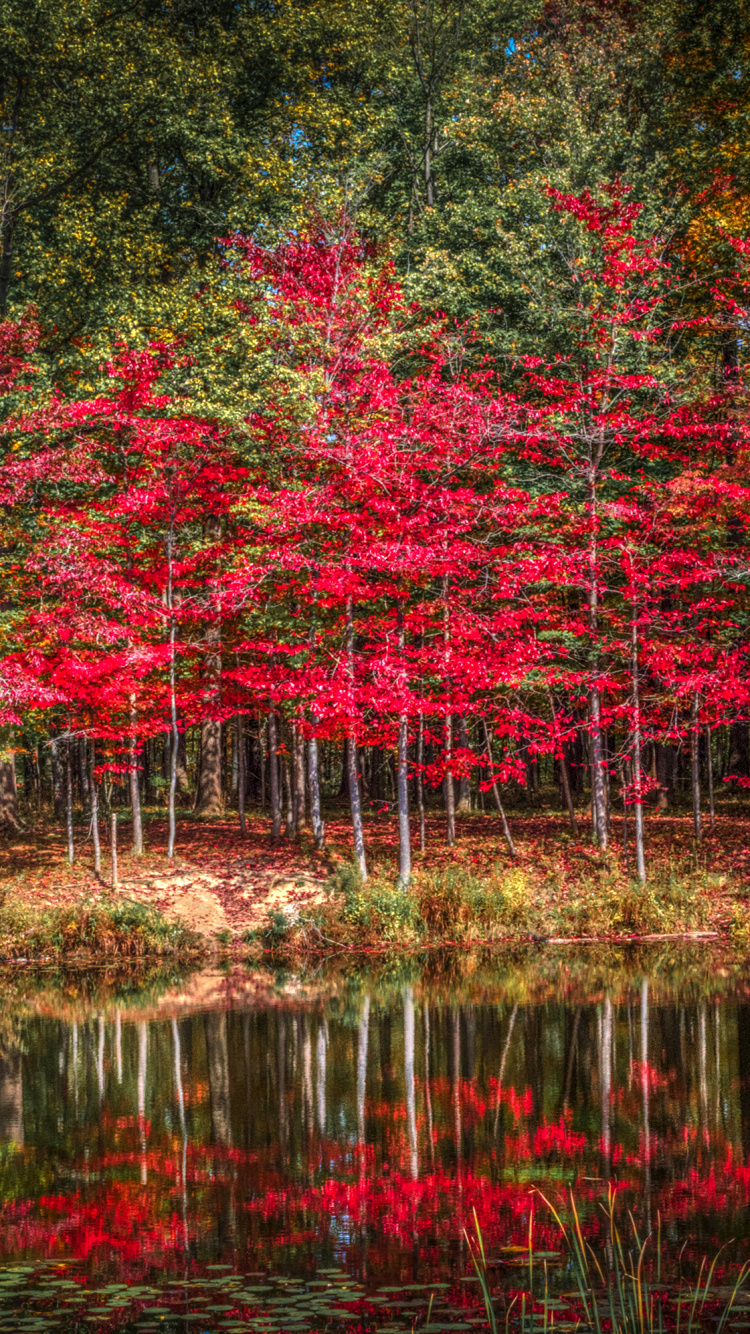 Árboles Rojos y Verdes Junto al Río Durante el Día. Wallpaper in 750x1334 Resolution