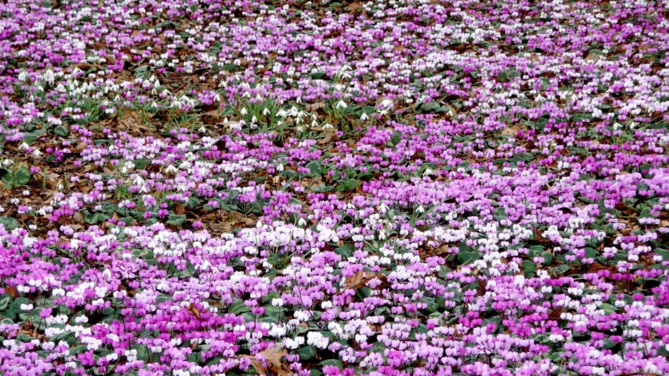 Rosa Und Weißes Blumenfeld Tagsüber. Wallpaper in 1366x768 Resolution